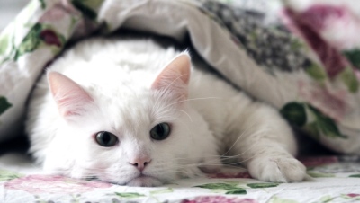 white cat under blanket